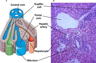 Maternal hepatic immunology during pregnancy